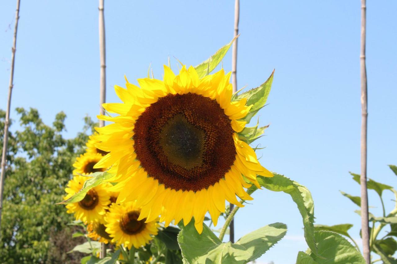 Affittacamere Il Girasole Pontevico Exterior foto